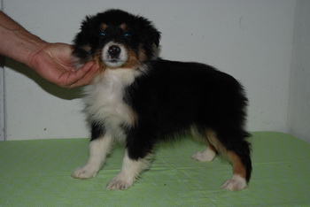 Australian Shepherd